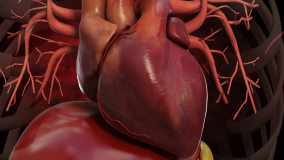Normal healthy heart beat contraction pulse rhythm in internal chest cavity  with ribs and vessels in 3D CG animation loop of human animal model  